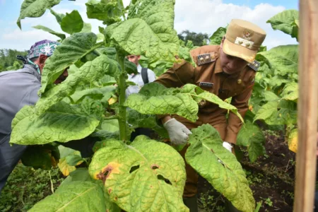 Ilustrasi Kebun Tembakau