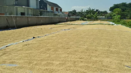 Klaim Sukses Modernisasi Pertanian Menteri Amran Tak Terasa di Sawah-Sawah Haur Hapit Sahali (64) Sedang Menjemur Padi Hasil Panen dari Sawah Miliknya
