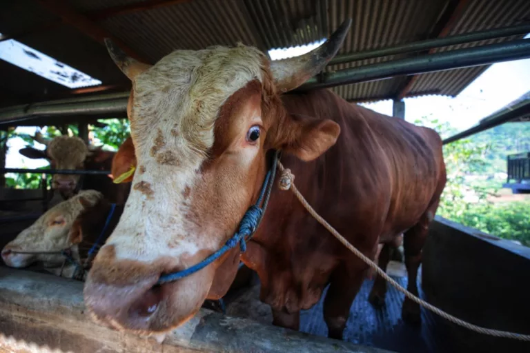 Iduladha 2025 di Bandung, Presiden Serahkan Sapi Kurban ke Al Ukhuwah Presiden Serahkan Sapi Kurban ke Al Ukhuwah