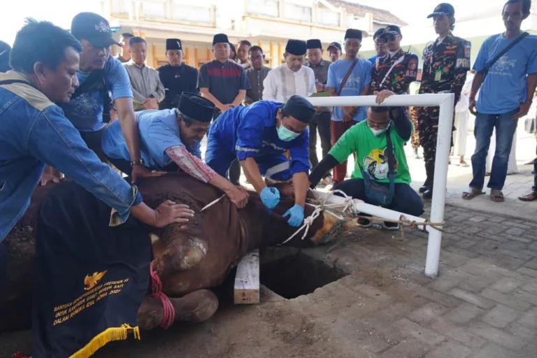 Sapi Kurban Presiden Prabowo Disembelih di Ponpes Assa’adah Garut