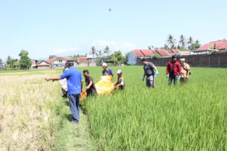 Pria Ditemukan Tewas di Pematang Sawah Sukasenang, Diduga Alami Epilepsi