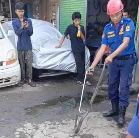 Aksi Heroik Damkar Karawang Evakuasi Ular Kobra Sepanjang 2 Meter dari Bengkel Aksi Heroik Damkar Karawang Evakuasi Ular Kobra Sepanjang 2 Meter dari Bengkel