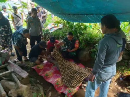 Terlilit Nira, Nyawa Melayang di Ketinggian: Petani Tewas Jatuh dari Pohon Mabruk itemukan tewas setelah terjatuh dari pohon aren setinggi sekitar 20 meter, Minggu