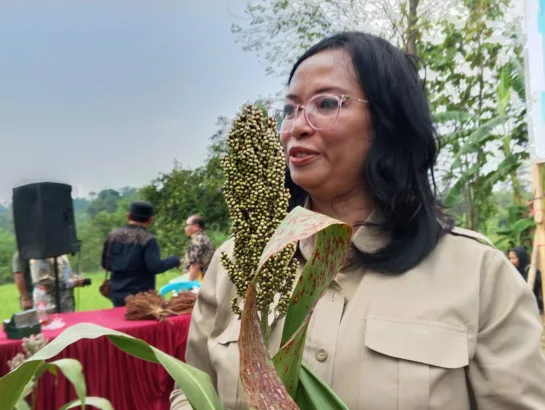 Diana Widiastuti Ajak Warga Karawang Budidaya Sorgum untuk Ketahanan Pangan