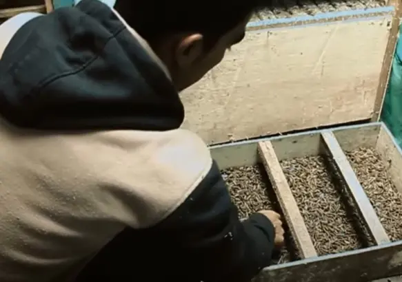 Maggot BSF: Solusi Cerdas Kelola Sampah Organik budidaya maggot bsf