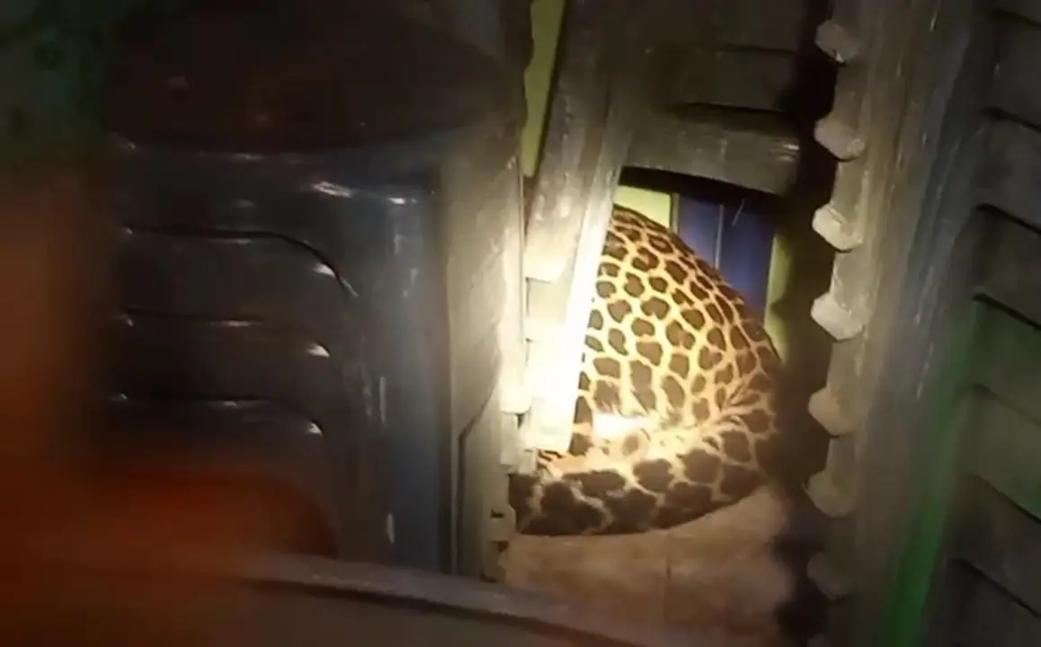 Macan tutul yang bersembunyi di Balai Desa Kutamandarakan, Kecamatan Maleber, Kabupaten Kuningan, berapa waktu lalu.