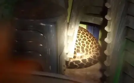 Macan tutul yang bersembunyi di Balai Desa Kutamandarakan, Kecamatan Maleber, Kabupaten Kuningan, berapa waktu lalu.