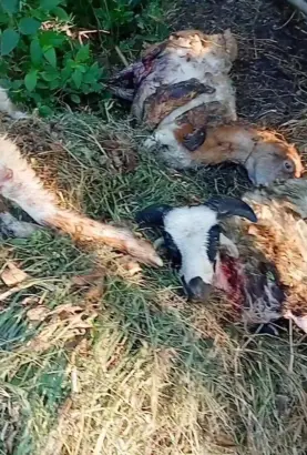 Puluhan Kambing di Kuningan Mati Diterkam Macan Tutul, Warga Resah