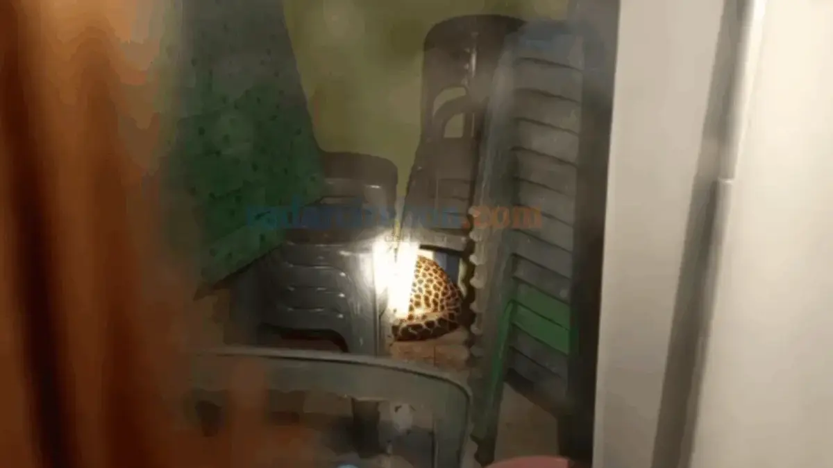 Macan tutul yang bersembunyi di Balai Desa Kutamandarakan, Kecamatan Maleber, Kabupaten Kuningan, berapa waktu lalu.