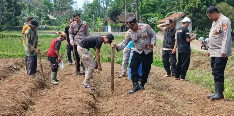 Swasembada Jagung