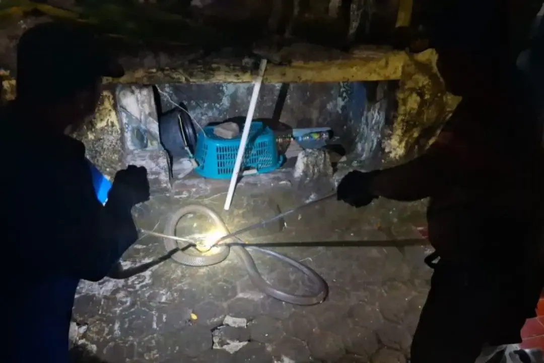 Damkar mengevakuasi satu ular jenis King Kobra sepanjang tiga meter dari rumah warga di Desa Dukuh Tengah, Kecamatan Maleber, Kabupaten Kuningan, Minggu (14/9/2025). (istimewa)