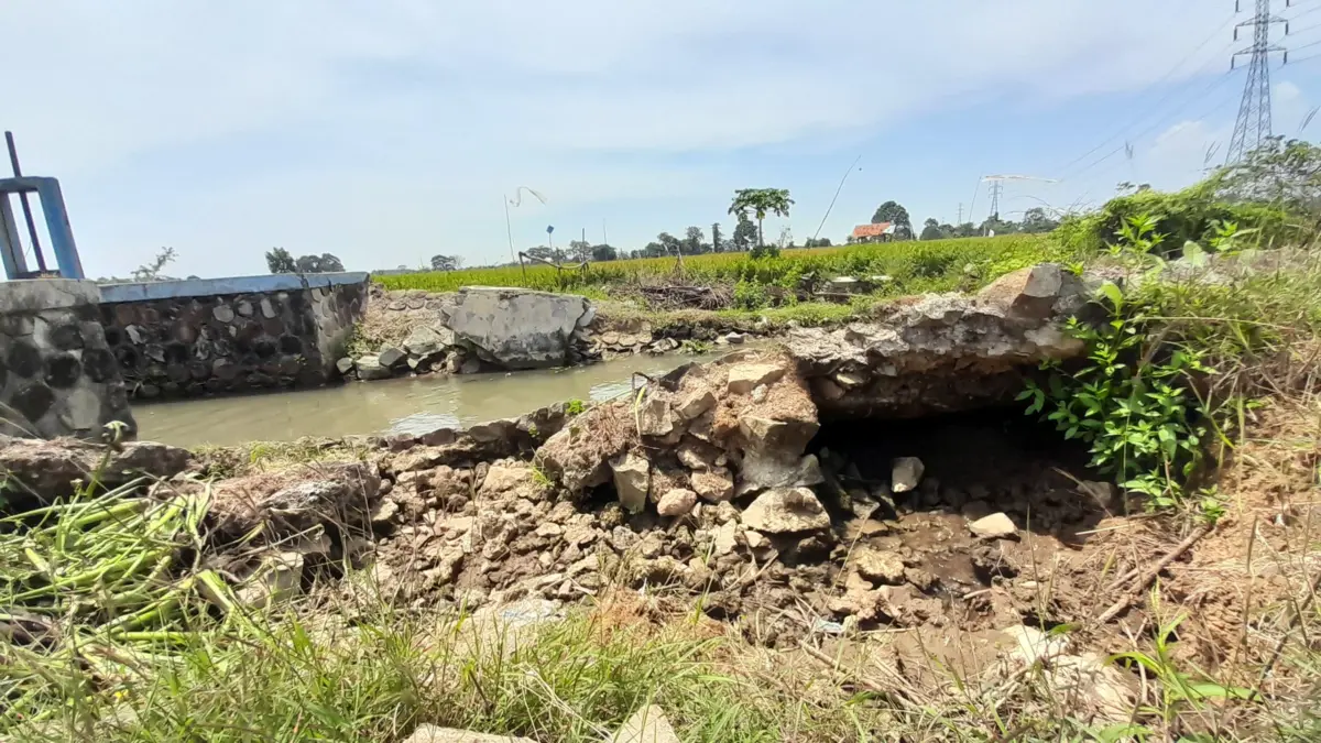 Petani Purwasari Keluhkan Saluran Irigasi Jebol, Sawah Terancam Kekeringan