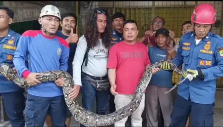 Damkar Karawang Evakuasi Ular Piton 4,5 Meter dari Kandang Ayam Warga Damkar Karawang Evakuasi Ular Piton 4,5 Meter dari Kandang Ayam Warga