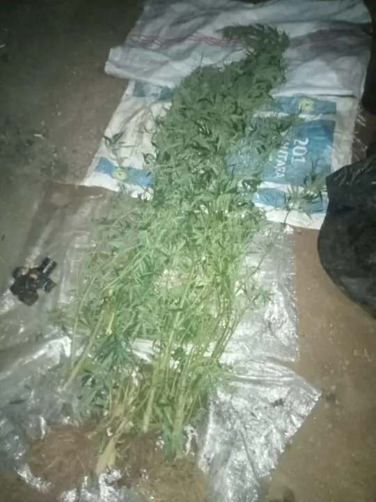 Batang pohon ganja yang disita Satuan Reserse Narkoba Polresta Bandung di Arjasari.