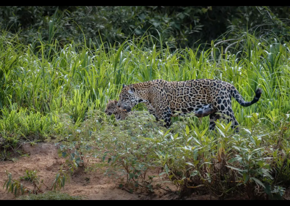 Macan Tutul dan Naga Jawa muncul di Gunung Sanggabuana, Karawang