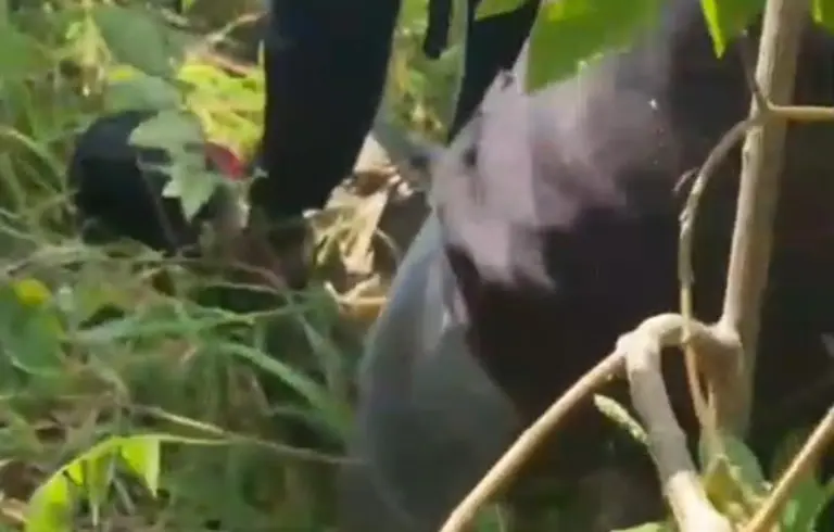 Kepergok Curi Motor, Pelaku Nekat Ceburkan Diri ke Saluran Irigasi Sebelum Diseret Eskavator