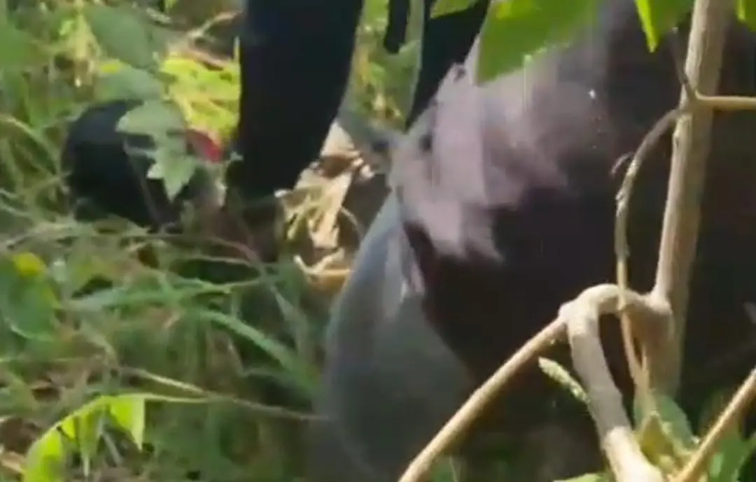 Kepergok Curi Motor, Pelaku Nekat Ceburkan Diri ke Saluran Irigasi Sebelum Diseret Eskavator