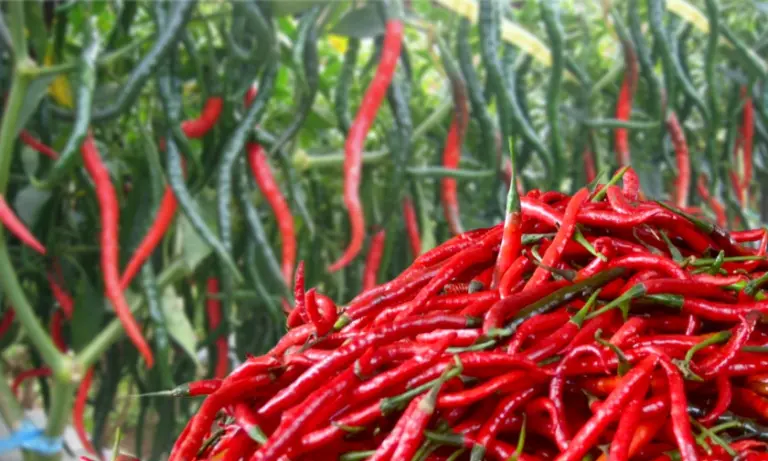 Cabai merah keriting. (istimewa)