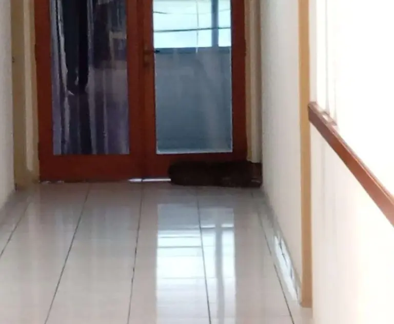 Seekor macan tutul masuk ke dalam Hotel Anugerah, Jalan Padasaluyu, Kecamatan Sukasari, Kota Bandung, Senin (6/10/2025). (istimewa)