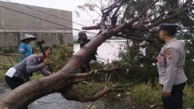 Warga Terjebak Macet Akibat Pohon Tumbang di Jalan Gorodog