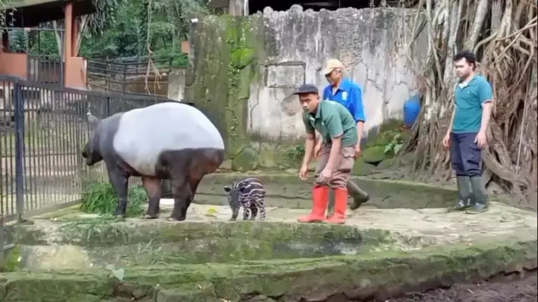 Bandung Zoo Catat Kelahiran Tapir ke-11, Tertinggi di Asia Bandung Zoo Catat Kelahiran Tapir ke-11, Tertinggi di Asia