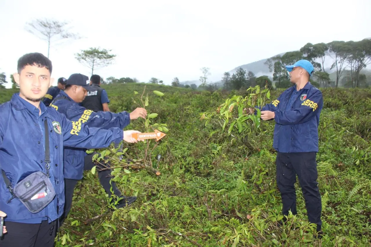 Polres Garut Ciduk Tiga Warga yang rusak kebun teh di cikajang