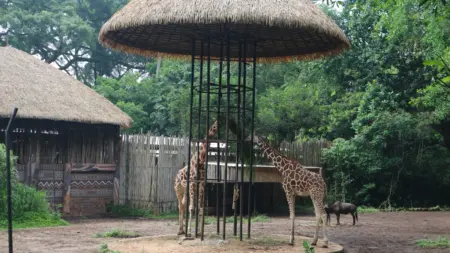 Karyawan Patungan Selamatkan Satwa, Bandung Zoo Bertahan di Tengah Penutupan 4 Bulan