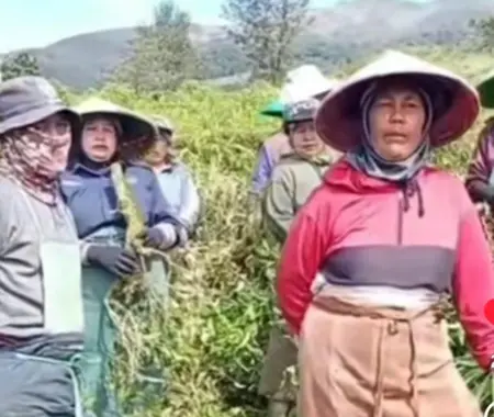 Perkebunan Teh Cisaruni Papandayan Terancam Punah, Petani Minta Pertolongan ke Gubernur Jabar Perkebunan Teh Cisaruni Papandayan Terancam Punah, Petani Minta Pertolongan ke Gubernur Jabar