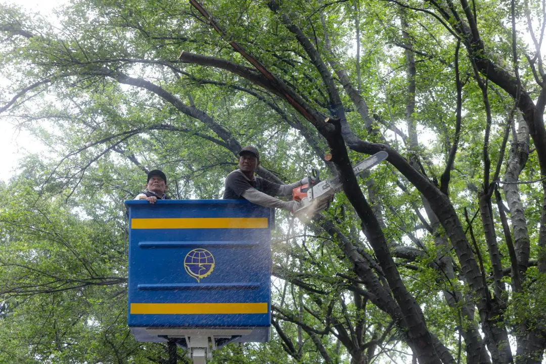 Pemangkasan Pohon di jalan Supratman dan jalan Riau