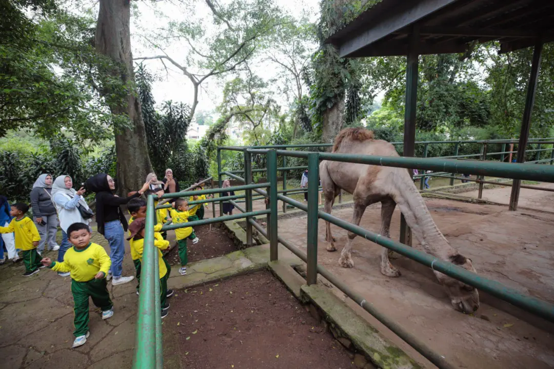 Nasib Bandung Zoo di Persimpangan, Pemerintah Bahas Tiga Opsi Sejumlah Anak saat sedang berkunjung ke Bandung Zoo