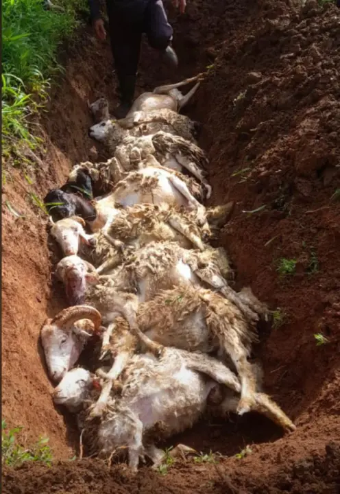 Puluhan Kambing Tewas Diteror Anjing Liar di Cilebak Kuningan