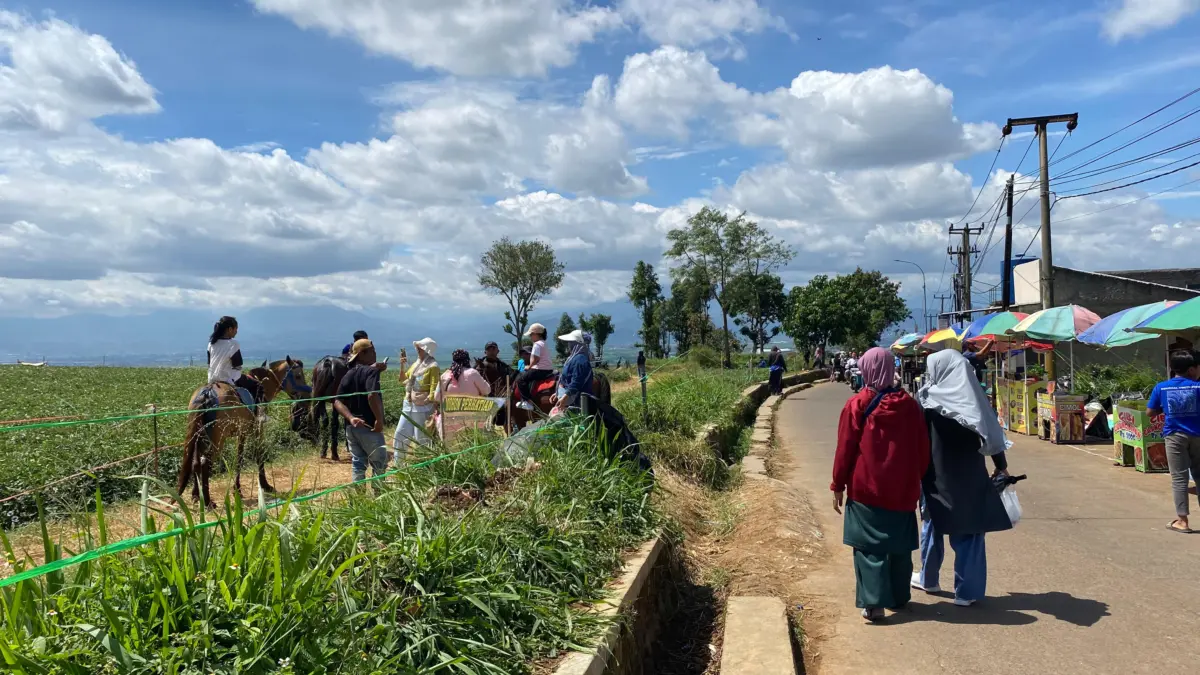 Panen Wisata di Lahan Ubi Jalan Cikoneng Bandung Timur, Sajikan Panorama Kota dari Ketinggian
