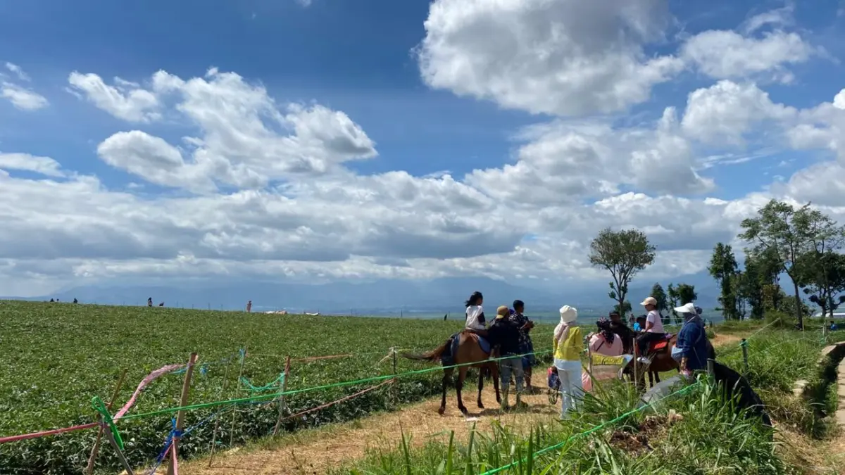 Panen Wisata di Lahan Ubi, Jalan Cikoneng Bandung Timur Menuai Perhatian dengan Pemandangannya.