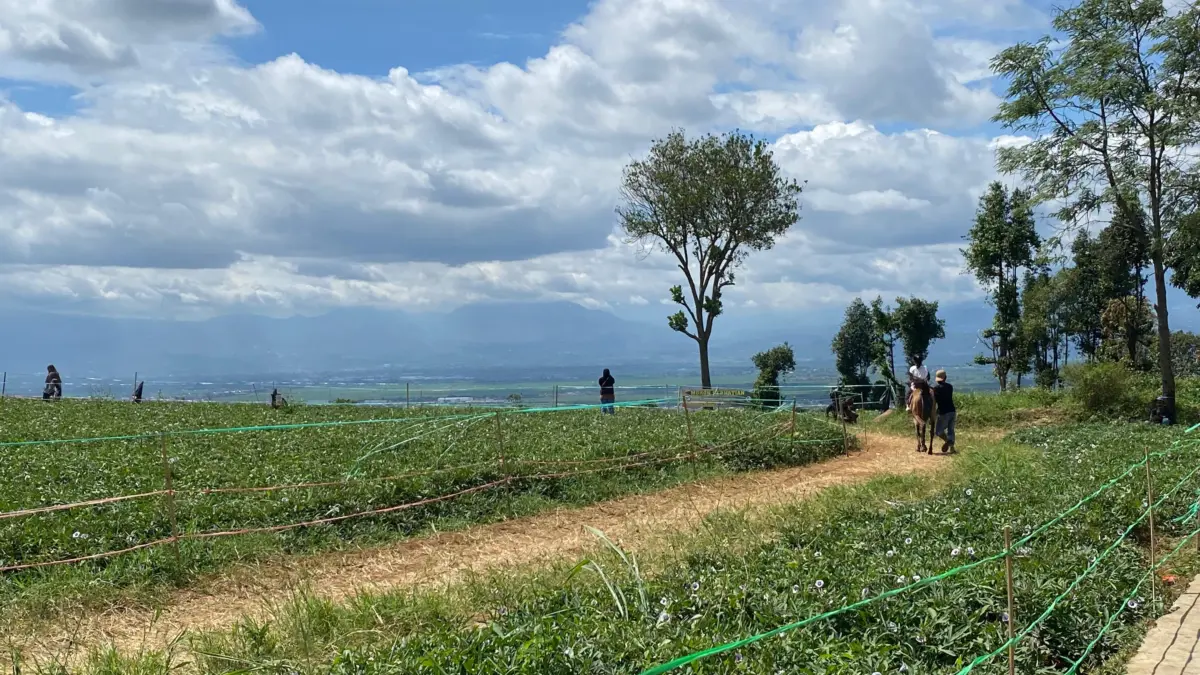 Panen Wisata di Lahan Ubi Jalan Cikoneng Bandung Timur, Sajikan Panorama Kota dari Ketinggian