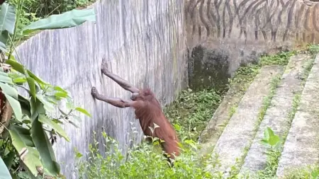 Geopix Ungkap Dugaan Stres Satwa di Kebun Binatang Bandung, Pengelola Beri Tanggapan seekor moyet di Kebun binatang Bandung
