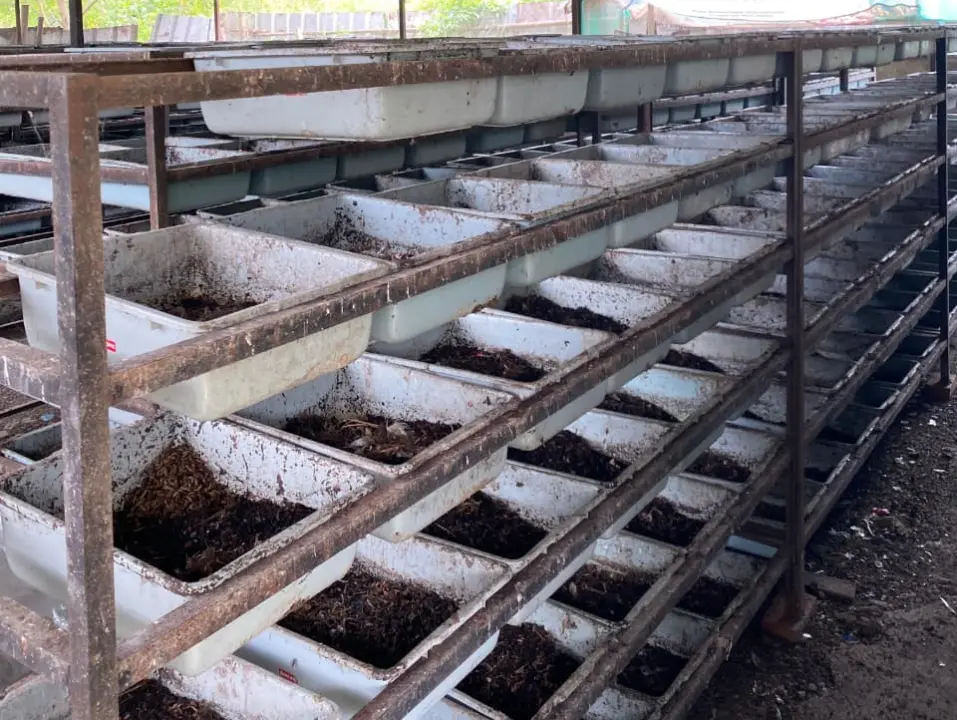 Pemanfaatan Maggot Dinilai Efektif Atasi Darurat Sampah di Kota Bandung