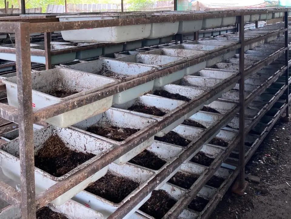 Pemanfaatan Maggot Dinilai Efektif Atasi Darurat Sampah di Kota Bandung Pemanfaatan Maggot Dinilai Efektif Atasi Darurat Sampah di Kota Bandung