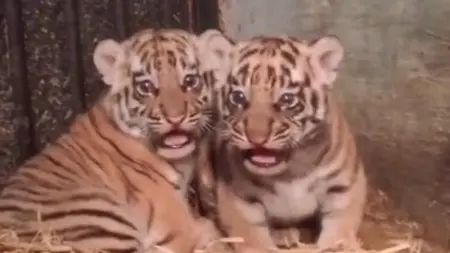Dua Harimau Mati di Kebun Binatang Bandung, Pegiat Konservasi Soroti Konflik dan Dugaan Pengabaian Potret Huru dan Hara, bayi harimau benggala yang mati di Bandung Zoo (Foto: dok Bandung Zoo).