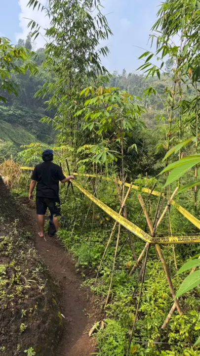 Polres Garut Temukan 11 Batang Tanaman Diduga Ganja di Sucinaraja, Pelaku Masih Diburu