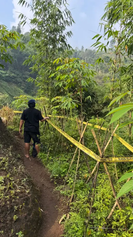 Polres Garut Temukan 11 Batang Tanaman Diduga Ganja di Sucinaraja, Pelaku Masih Diburu Polres Garut Temukan 11 Batang Tanaman Diduga Ganja di Sucinaraja, Pelaku Masih Diburu