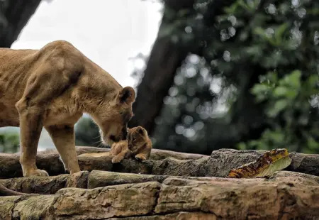 Pemkot Bandung Pastikan Kebun Binatang Belum Beroperasi saat Libur Lebaran 1447 H Pemkot Bandung Pastikan Kebun Binatang Belum Beroperasi saat Libur Lebaran 1447 H