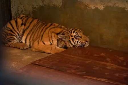 Dua Anak Harimau di Kebun Binatang Bandung Mati Akibat Virus, Pemkot Lakukan Evaluasi Anak Harimau Mati di Kebun Binatang Bandung, Farhan: Terpapar Virus dari Induk Sejak Lahir
