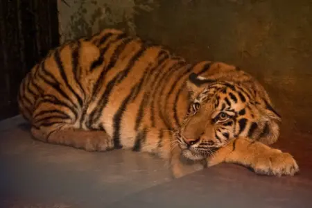 DPRD Bandung Sayangkan Kematian 2 Anak Harimau Sayangkan Kematian 2 Anak Harimau