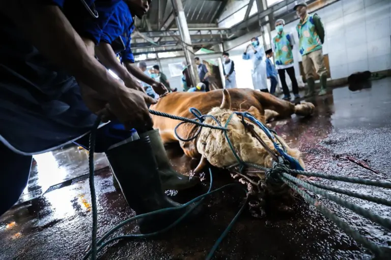DKPP Bandung Siagakan 184 Petugas dan Aplikasi e-Selamat, Pastikan Kurban 2026 Aman dan Sesuai Syariat DKPP Bandung Siagakan 184 Petugas dan Aplikasi e-Selamat, Pastikan Kurban 2026 Aman dan Sesuai Syariat