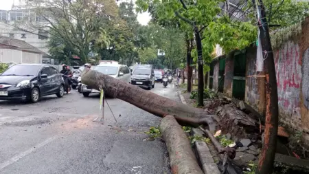 Pohon Tumbang Tewaskan Warga, Pemkot Bandung Disorot Soal Antisipasi Salah satu Pohon Tumbang di Bandung di Jl Garuda / Jl LMU Nurtanio (Sarah/Koran Mandala)