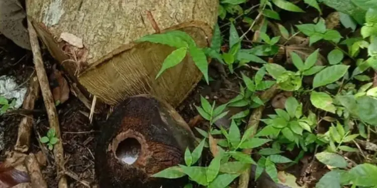 Polres Pangandaran Selidiki Dugaan Penebangan Ilegal Puluhan Pohon Milik Warga