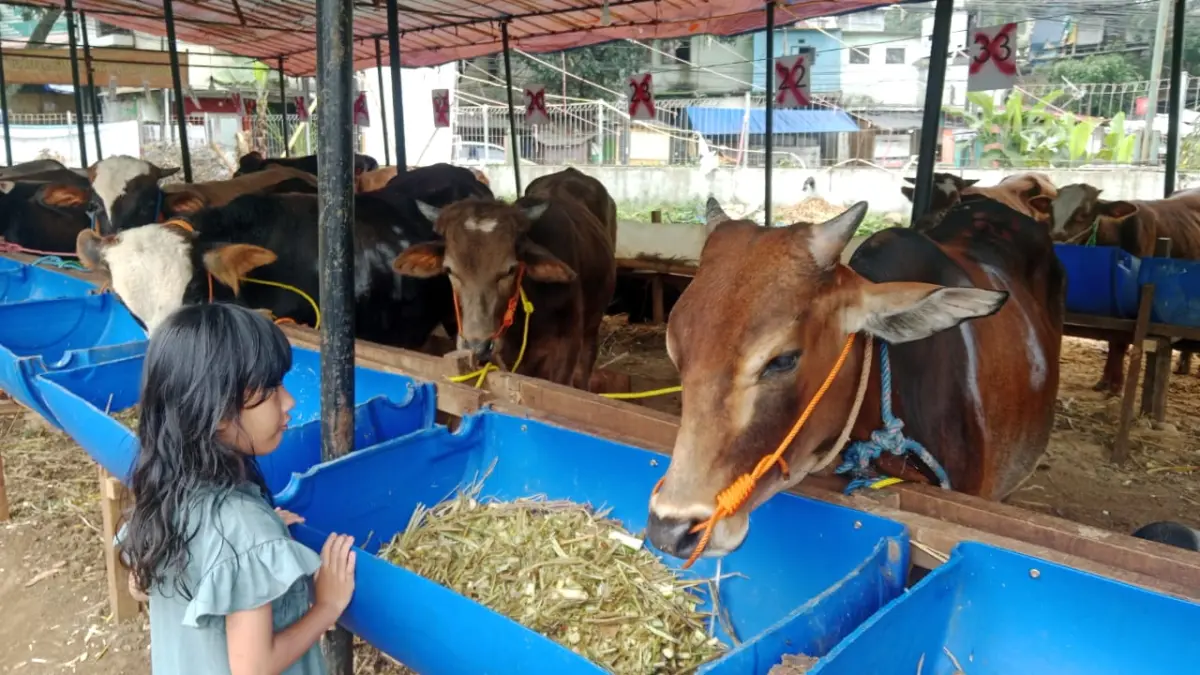 Pantauan di Depot Amanda Kurban, terlihat anak gadis kecil antusias melihat sapi-sapi yang berada di area penjualan. Pada beberapa kandang juga tampak garis silang atau tanda khusus yang menunjukkan hewan kurban tersebut telah memiliki pemilik atau sudah dipesan konsumen. Rabu (20/5/2026) Sarah/Koran Mandala