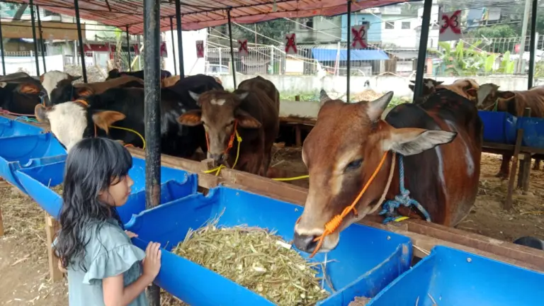 Pantauan di Depot Amanda Kurban, terlihat anak gadis kecil antusias melihat sapi-sapi yang berada di area penjualan. Pada beberapa kandang juga tampak garis silang atau tanda khusus yang menunjukkan hewan kurban tersebut telah memiliki pemilik atau sudah dipesan konsumen. Rabu (20/5/2026) Sarah/Koran Mandala