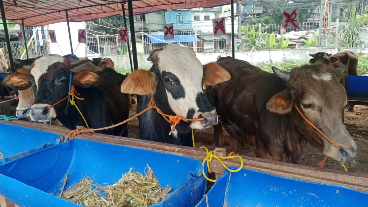 Pada beberapa kandang tampak garis silang atau tanda khusus yang menunjukkan hewan kurban tersebut telah memiliki pemilik atau sudah dipesan konsumen. Rabu (20/5/2026) Sarah/Koran Mandala