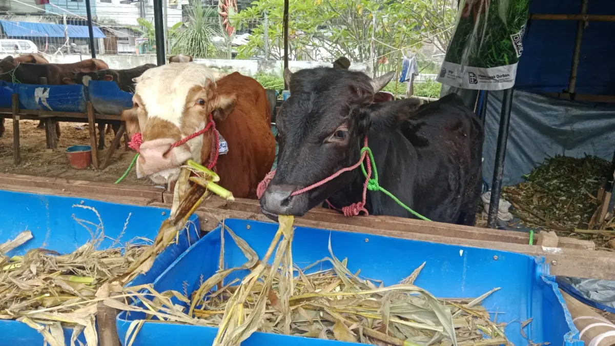 2 Ekor Sapi yang sedang memakan rumput